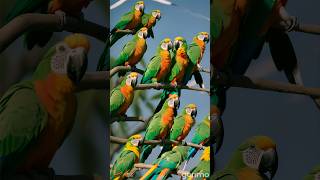 parrots flock on branches of trees so Beautiful ❤️ foryou nature beauty birds love [upl. by Sabanrab834]