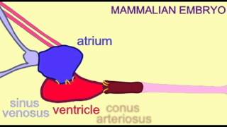 EMBRYONIC EVIDENCE FOR EVOLUTION EMBRYONIC HEART CHAMBERS [upl. by Nevaeh]