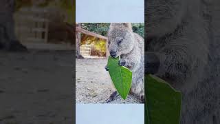 Quokka shortvideo viralshorts quokka [upl. by Monro]