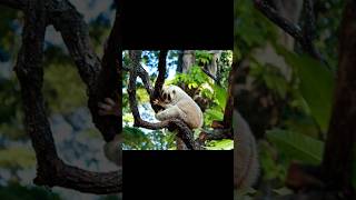 The ONLY ☠️ Venomous Primate In The World wildlife facts animals shorts cute [upl. by Ramoh]