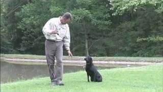 TriTronics Dog Basic Training Part 2 of 2 [upl. by Bartle504]