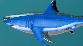 Discovery Channels Megalodon model is NOT an upscaled White Shark [upl. by Omrellig730]