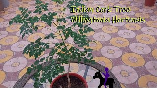 Indian Cork Tree Care  Millingtonia Hortensis Care Akash Neem flowering tree sacred tree [upl. by Bay387]