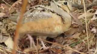 American Woodcock feeding [upl. by Gilges193]