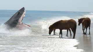 Angriffe auf Tiere von Haien die aus dem Nichts auftauchten [upl. by Ehsrop]