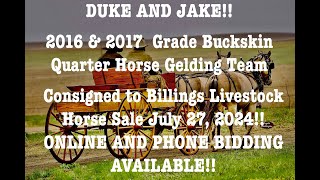 Duke and Jake Team of Buckskin Geldings Consigned to Billings Livestock Horse Sale July 27 2024 [upl. by Neros817]