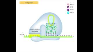 Translation Elongation [upl. by Revorg]