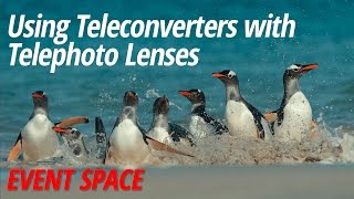 Using Teleconverters with Telephoto Lenses with Arthur Morris [upl. by Sybyl566]