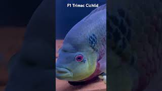 F1 Trimac Cichlid Munchie [upl. by Inahs]