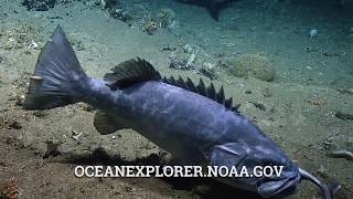 Video Unusual sighting of grouper eating a shark [upl. by Pascha613]