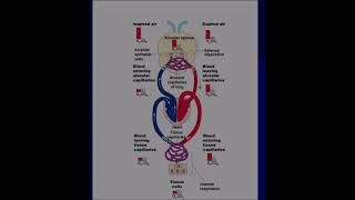 Lymphatics and Body Defenses Pt 2  Respiration 103124 [upl. by Iinden]