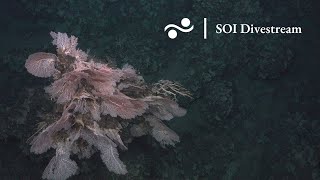 Coral Sampling Encore  Desecheo Ridge Puerto Rico  SOI Divestream 508 Part 2 [upl. by Nottarts]