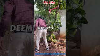 Many Benefits of Panasa Fruit  Deemboy Tv News [upl. by Aronal]