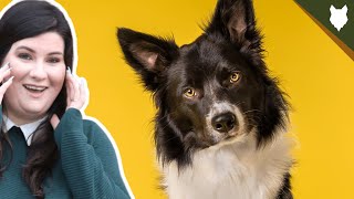 You NEED To KNOW This Before Getting A BORDER COLLIE [upl. by Asilanna]