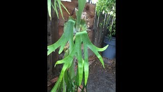 18 Species of Platyceriums or Staghorn Ferns [upl. by Aelyak]