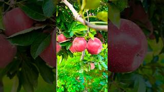 Apple garden Kallu delicious variety shorts shots [upl. by Helbonnah]