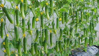 Do you want to know tips for growing highyielding cucumbers at homeCucumber growing skills [upl. by Mohr850]