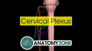 Cervical Plexus  Anatomy Tutorial [upl. by Elyagiba817]