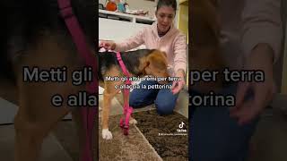 Come insegnare al cane a mettere la pettorina in 3 passi [upl. by Bill]