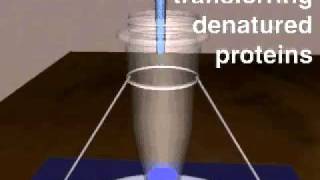 SDS page electrophoresis [upl. by Herman]