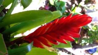 Bromeliad  Vriesea splendens  Flaming Sword  Top 10 Bromeliads HD 04 [upl. by Graeme]