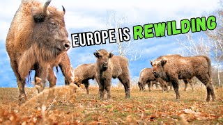 4 Megafauna REWILDING Projects in Europe [upl. by Nylirrej]