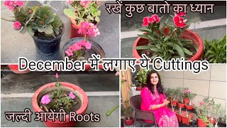 December में जल्दी लगाए इन 10 Flowers Plant की Cutting  10  12 दिन में ही आ जायेंगी Roots 🪴 [upl. by Amerak559]