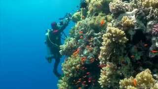 SCUBA Diving Egypt Red Sea  Underwater Video HD [upl. by Reece]