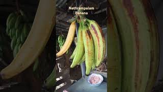 Nethrampalam bananaforyou trending subscribe youtubeshort fruit fruits srilanka [upl. by Brodsky]