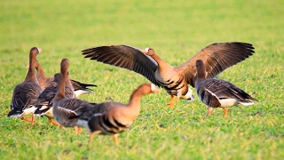 Tundragås albifrons  Anser albifrons albifrons  Whitefronted Goose [upl. by Avat]