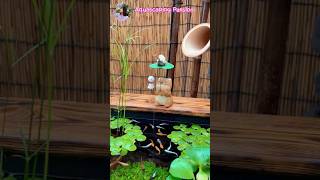 Floating Plants for Aquariums shorts [upl. by Nannette]