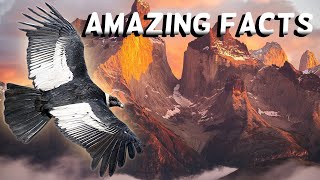 Amazing Facts About The Rare Andean Condor [upl. by Suvart]