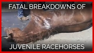 Young Blood Fatal Breakdowns of Juvenile Racehorses [upl. by Aicineohp]