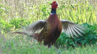 Jagdfasan auf Streifzug Phasianus colchicus [upl. by Acnalb215]