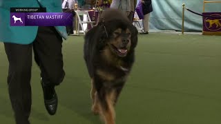 Tibetan Mastiffs  Breed Judging 2023 [upl. by Maurey]