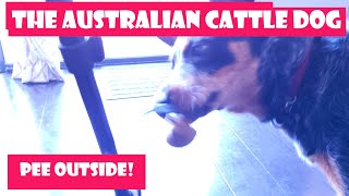 Potty Training Puppy  Housebreaking RING A BELL to go outside Australian Cattle Dog blue heeler [upl. by Ackerley618]