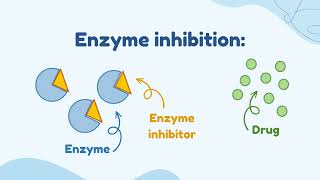 Enzyme Induction VS Enzyme Inhibition [upl. by Rinee884]