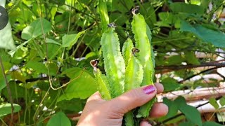 1st harvest ng sigarilyas Gardening for food [upl. by Arch73]