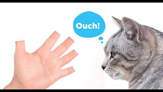 The Truth About Declawing [upl. by Laws]