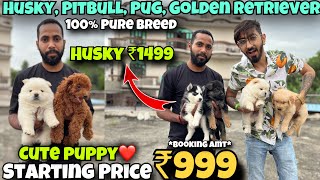 Cheapest Dogs Market In Delhi NCR  Husky German Shepherd Pitbull  Dog in 699  SK Pet Shop [upl. by Zeuqram470]