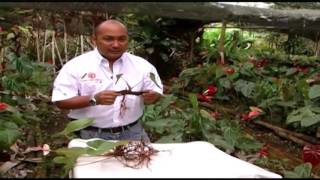 How to cultivate anthuriums TvAgro por Juan Gonzalo Angel [upl. by Nylarej]