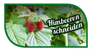 Schnitt von Sommerhimbeeren 🍓 Himbeeren schneiden 🍓 GARTEN [upl. by Hedwig]