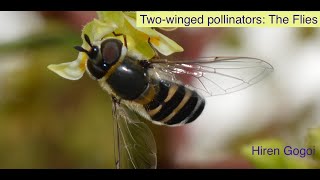 Twowinged pollinators The flies [upl. by Tadio]