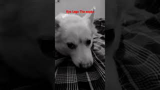 Kya laga tha account dog dogshorts ytshorts ytshort 2024 explore trending viralvideo [upl. by Conners]