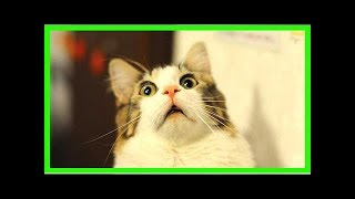 6 Astuces Efficaces Pour Éloigner les Chats Facilement [upl. by Bannister]