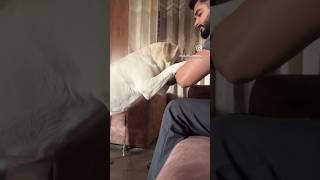 Dog training  Labrador training  Shy command labrador puppytraining dogtraining doglover [upl. by Nalon75]