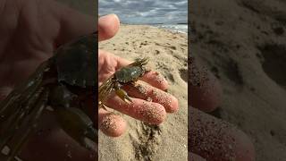 Petit vlog à la plage 🦀 nature wild wildlife humour vlog exploration [upl. by Ayikin]