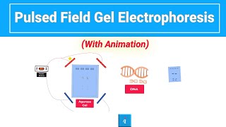 Pulsed Field Gel Electrophoresis  PFGE with animation [upl. by Nowed]