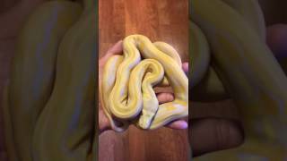 Lavender albino tiger reticulated python [upl. by Doi367]