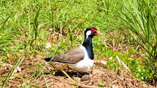 Mother Bird and Her Eggs in Field 1 – Redwattled Lapwings Egg Hatching on the Ground Ep50 [upl. by Karlotte]